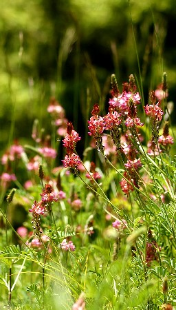 Sainfoin